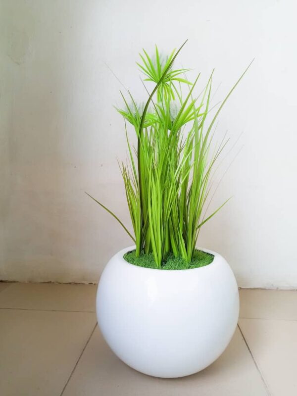 60cm-reed-flower-plants-potted-with-25cm-ball-pot-600x800-1